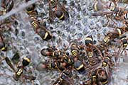 Paper Wasp (Ropalidia gregaria) (Ropalidia gregaria)